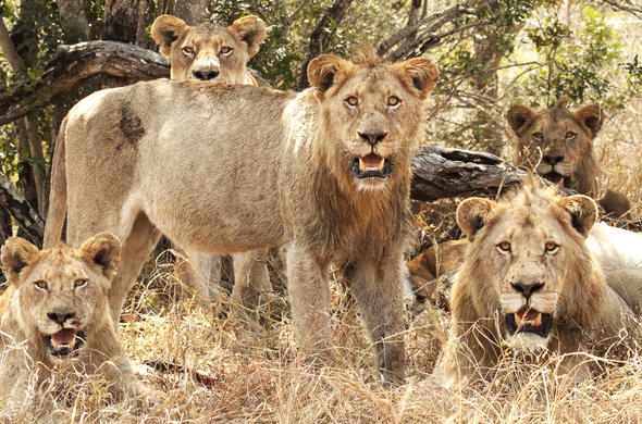 Kruger National Park Attractions - Explore Mpumalanga - Mpumalanga Hotels